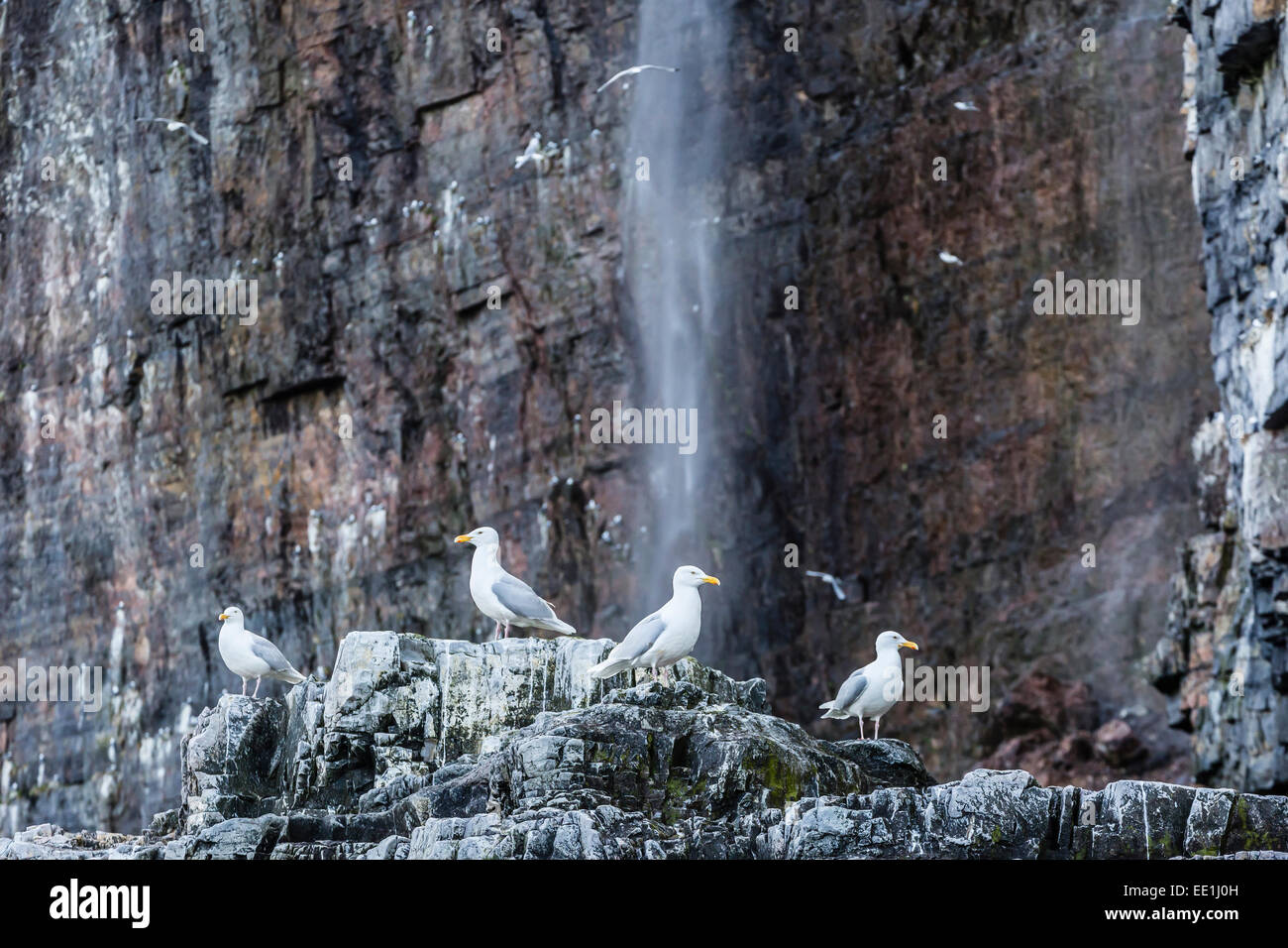 Des profils le Goéland bourgmestre (Larus hyperboreus) à Bjornoya, Bear Island, Norway, Scandinavia, Europe Banque D'Images