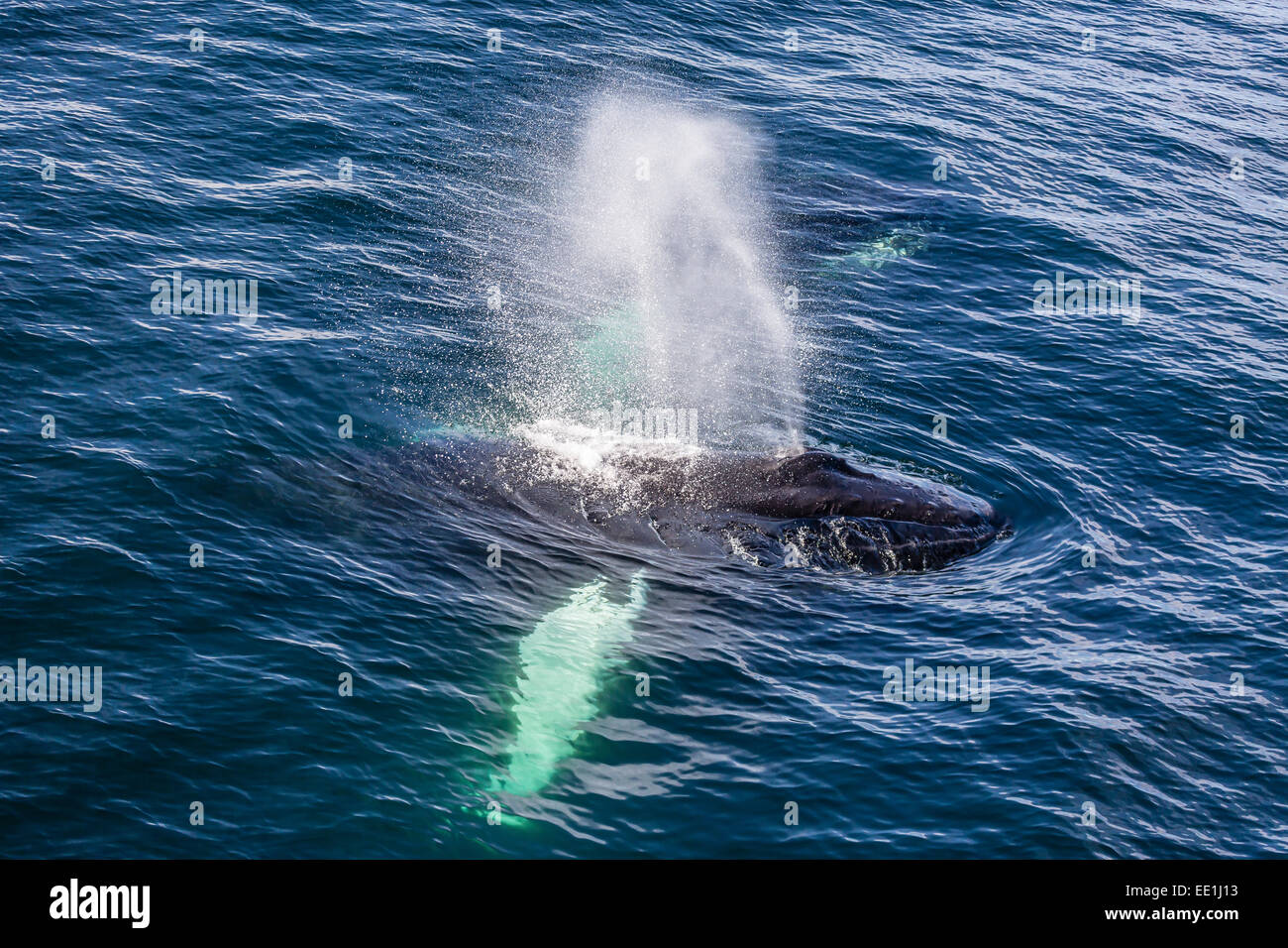 Des profils baleine à bosse (Megaptera novaeangliae) se nourrir au large de la côte ouest du Spitzberg, Svalbard, Norvège, Scandinavie, de l'Arctique Banque D'Images