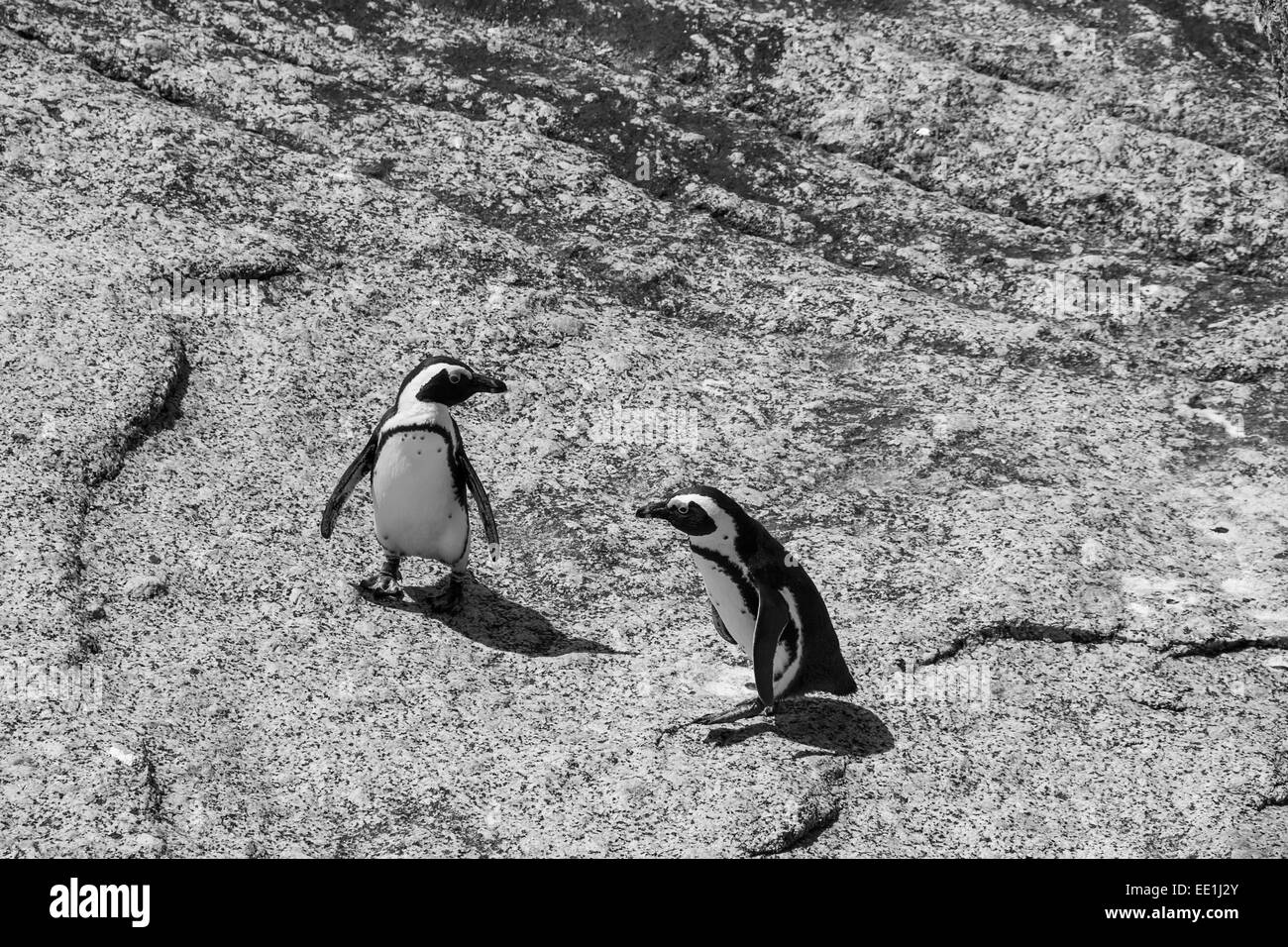 Deux pingouins sur un rocher à Boulders Beach à Simonstown en noir et blanc Banque D'Images