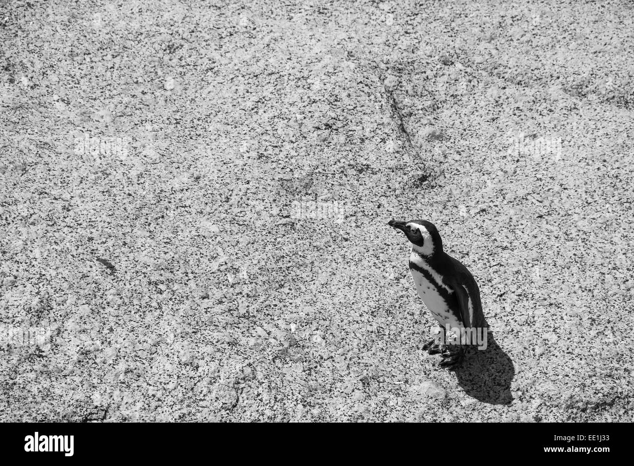 Penguin sur un rocher à Boulders Beach à Simonstown en noir et blanc Banque D'Images