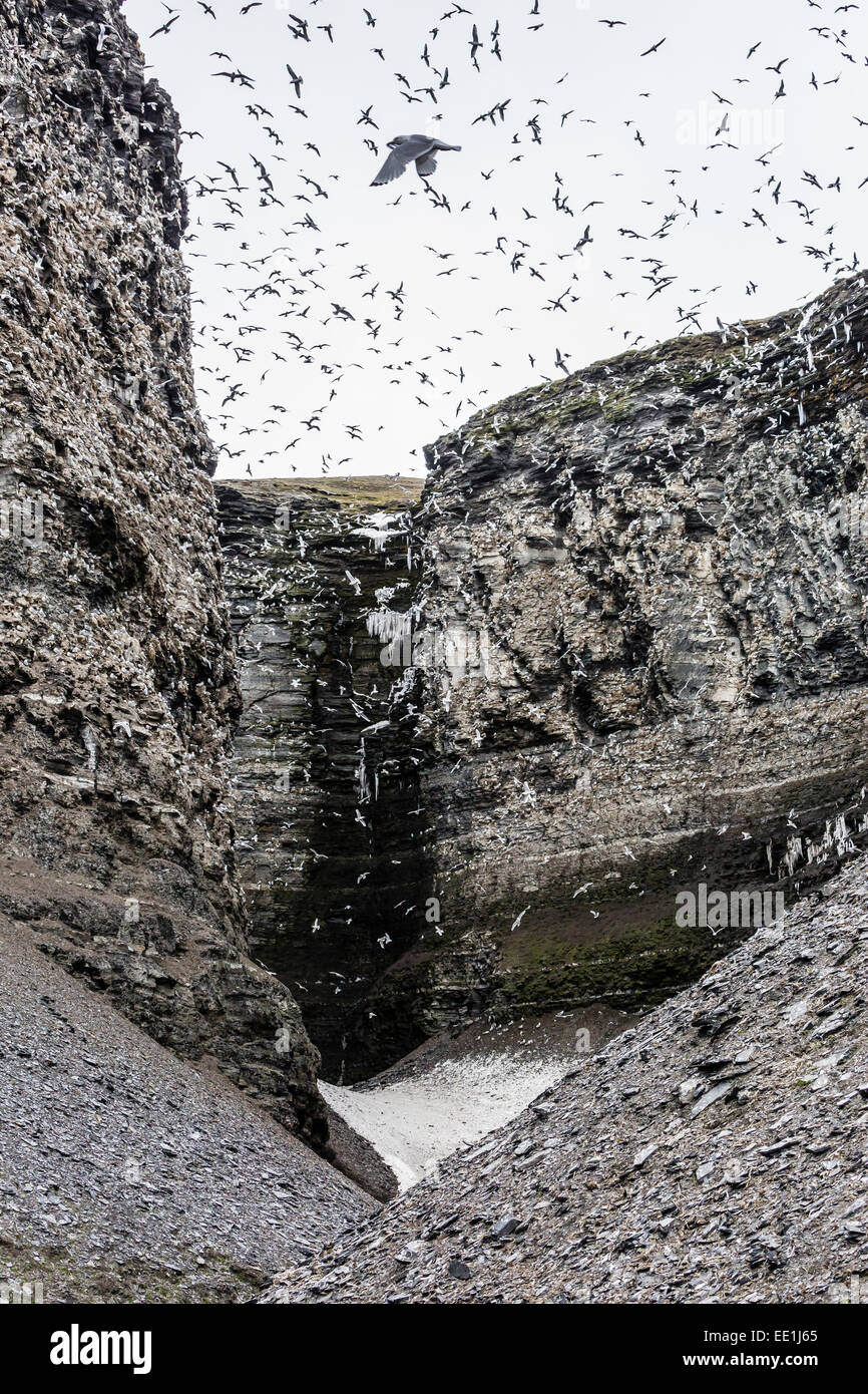 Des profils de mouettes tridactyles (Rissa tridactyla) s'envolent au site de nidification, Edgeoya Diskobukta, Banque D'Images