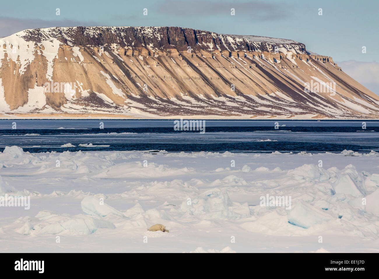 Des profils l'ours polaire (Ursus maritimus) en première année, la glace de mer dans le détroit d'Olga, près de Edgeoya, Svalbard, Norvège, Scandinavie, de l'Arctique Banque D'Images