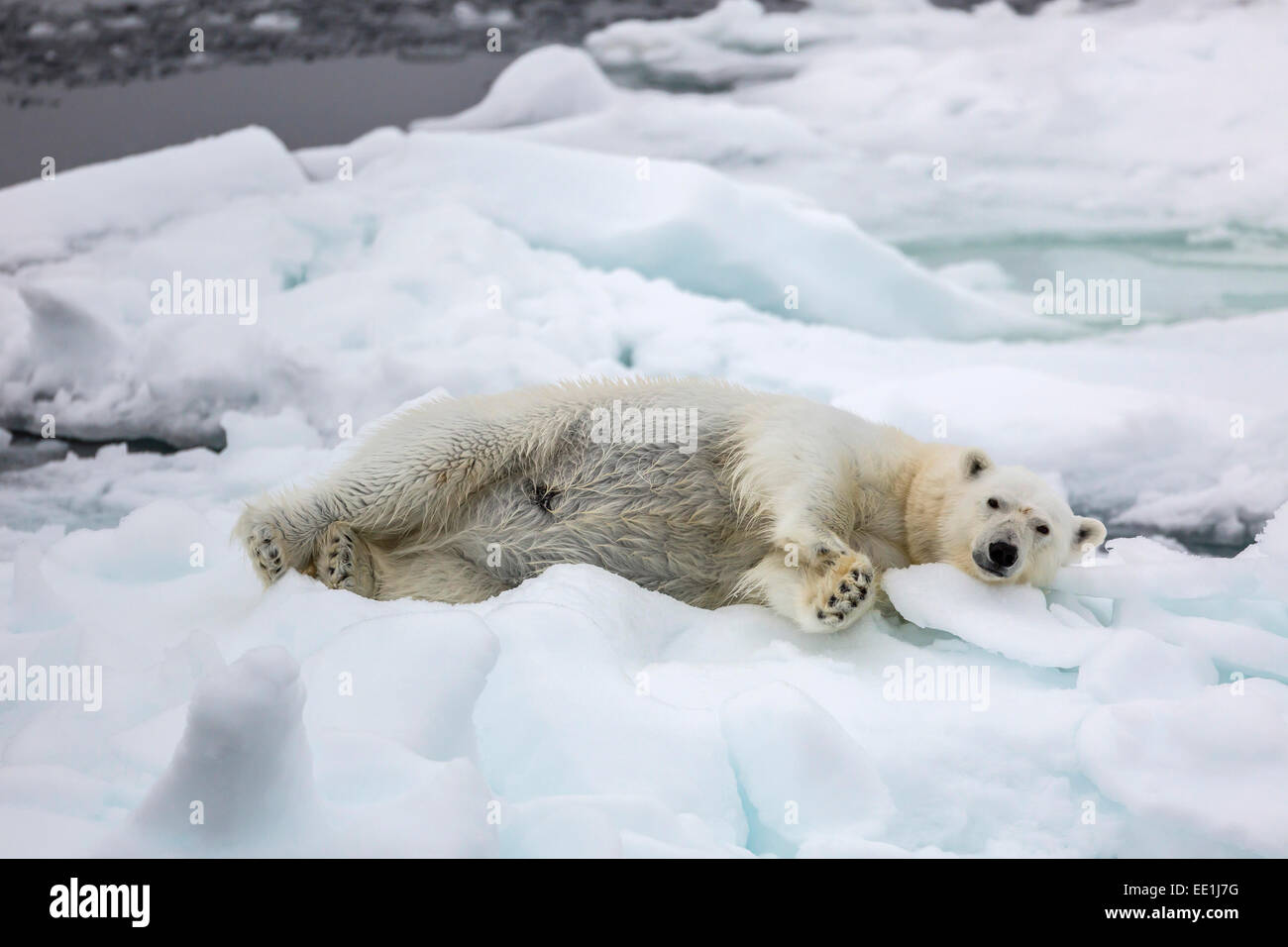 Des profils l'ours polaire (Ursus maritimus) s'étend sur la première année de la glace de mer dans le détroit d'Olga, près de Edgeoya, Banque D'Images