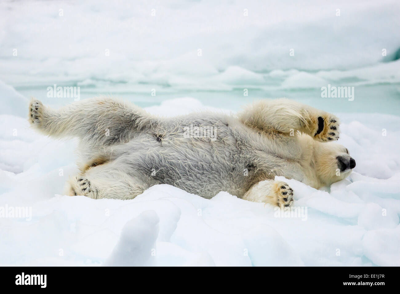 Des profils l'ours polaire (Ursus maritimus) s'étend sur la première année de la glace de mer dans le détroit d'Olga, près de Edgeoya, Banque D'Images