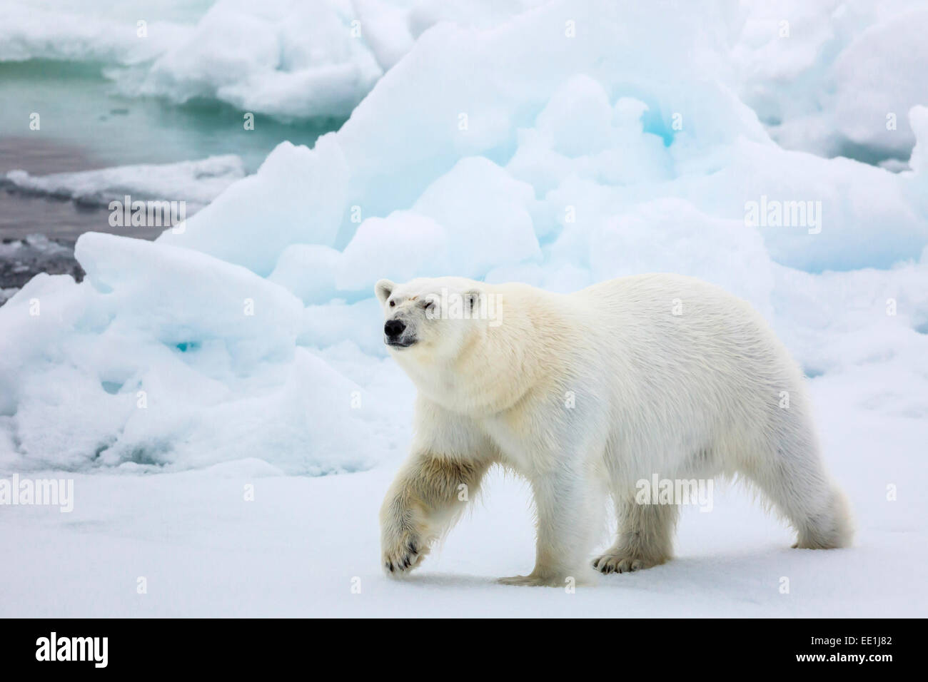 Des profils l'ours polaire (Ursus maritimus) en première année, la glace de mer dans le détroit d'Olga, près de Edgeoya, Svalbard, Norvège, Scandinavie, de l'Arctique Banque D'Images