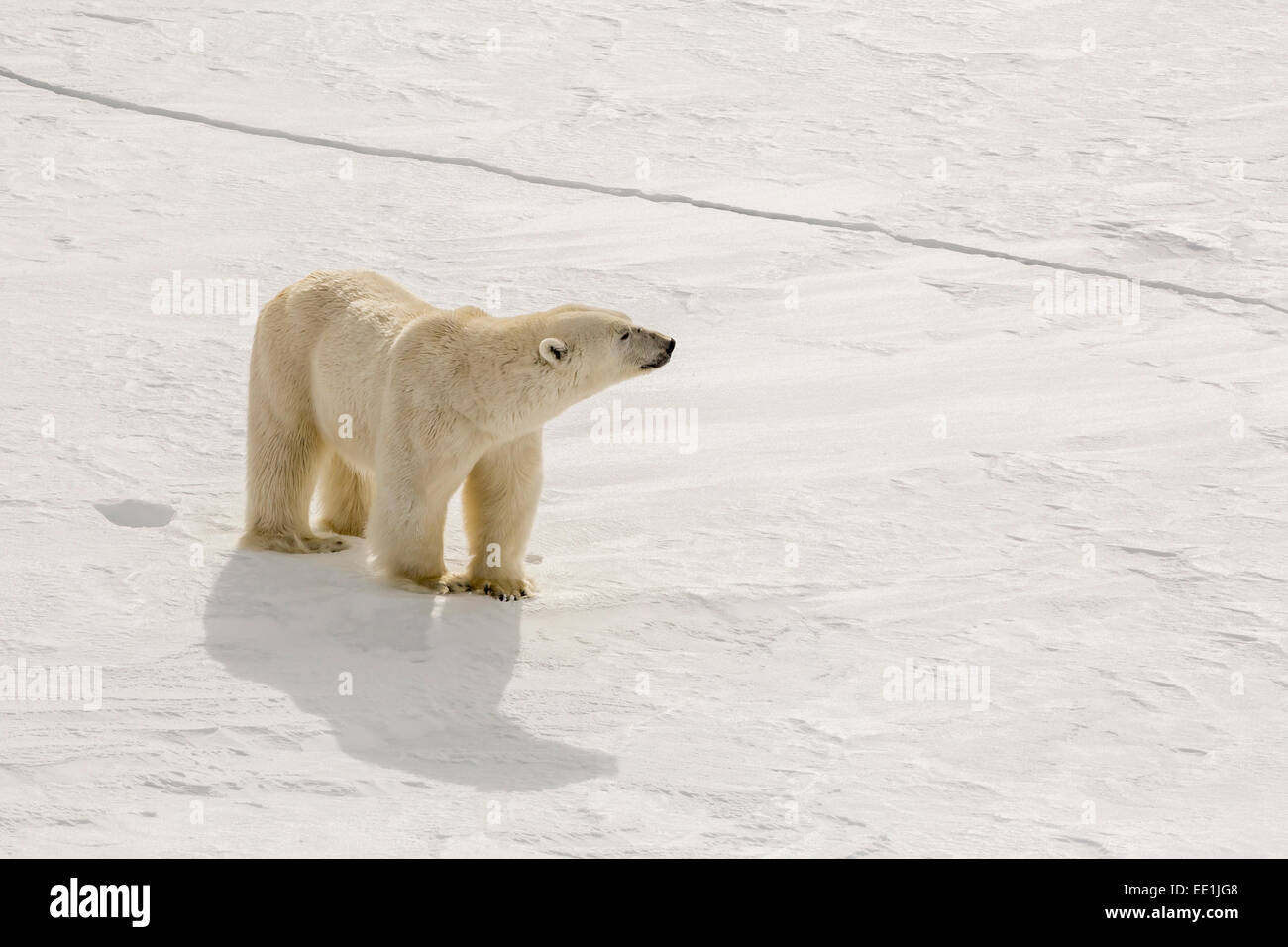 Des profils l'ours polaire (Ursus maritimus) première année sur la glace près de Cape Fanshawe, Monte Carlo, Norvège, Scandinavie Banque D'Images