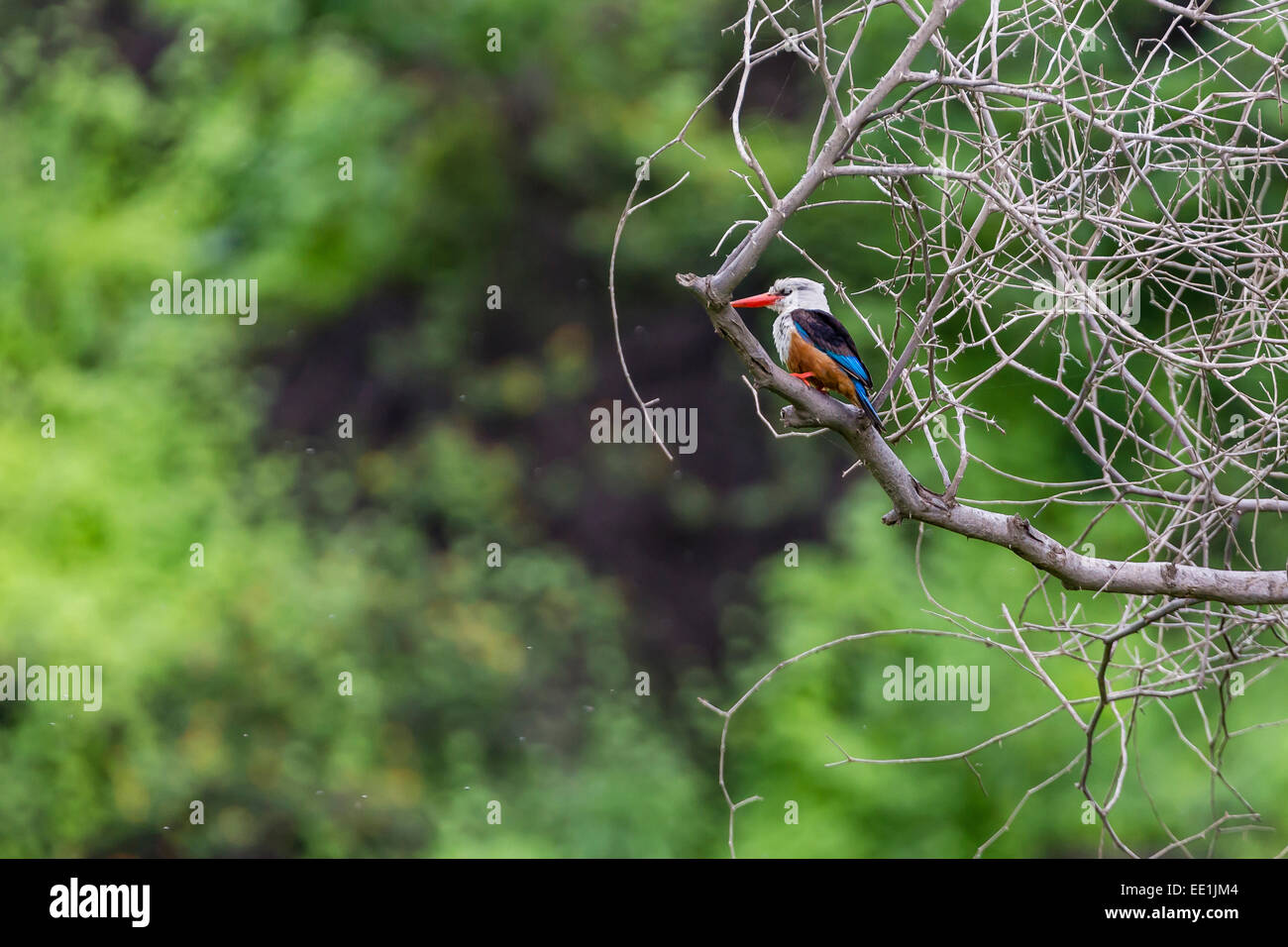 Homme à tête grise (Halcyon leucocephala) kingfisher à Curral Grande, l'île de Fogo, Cap-Vert, Afrique Banque D'Images