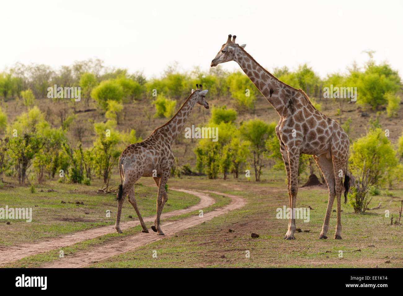 Le sud de Girafe (Giraffa camelopardalis), Chobe National Park, Botswana, Africa Banque D'Images