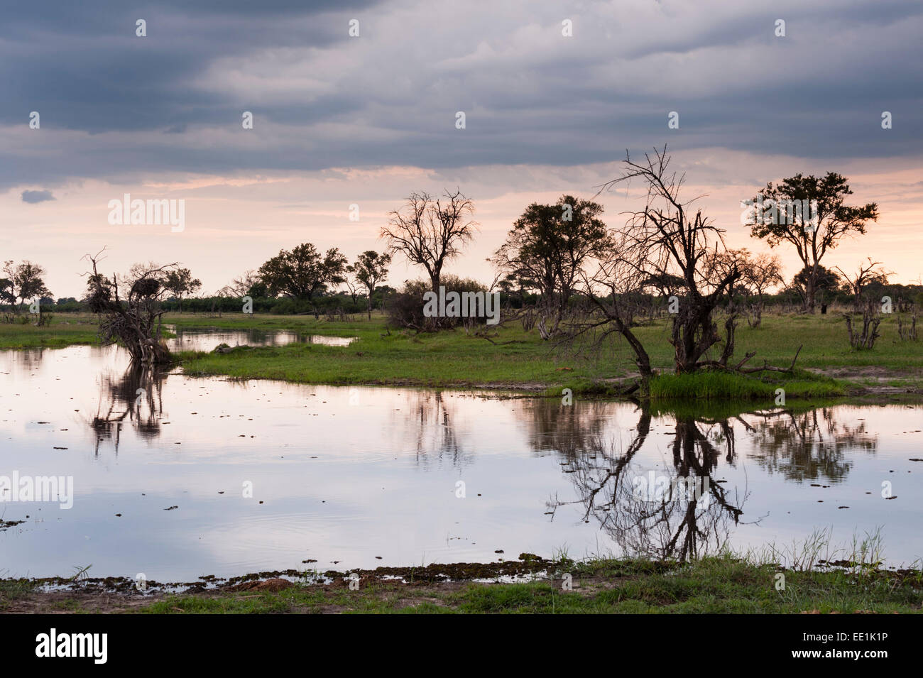 Zone de Concession Khwai, Okavango Delta, Botswana, Africa Banque D'Images