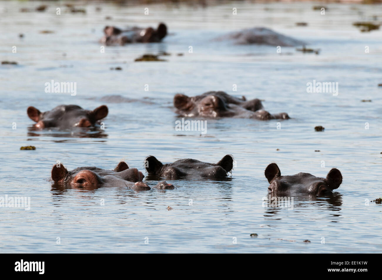 Hippopotame (Hippopotamus amphibius), zone de concession Khwai, Okavango Delta, Botswana, Africa Banque D'Images