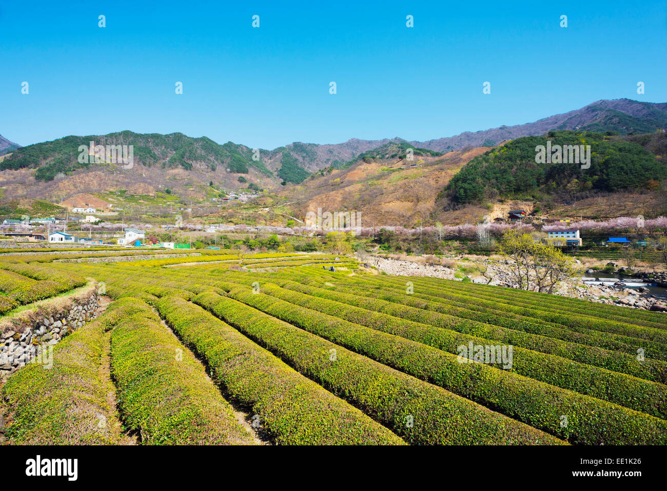 Fleur de printemps et des plantations de thé, le Parc National de Jirisan, Gyeongsangnam-do, Corée du Sud, Asie Banque D'Images