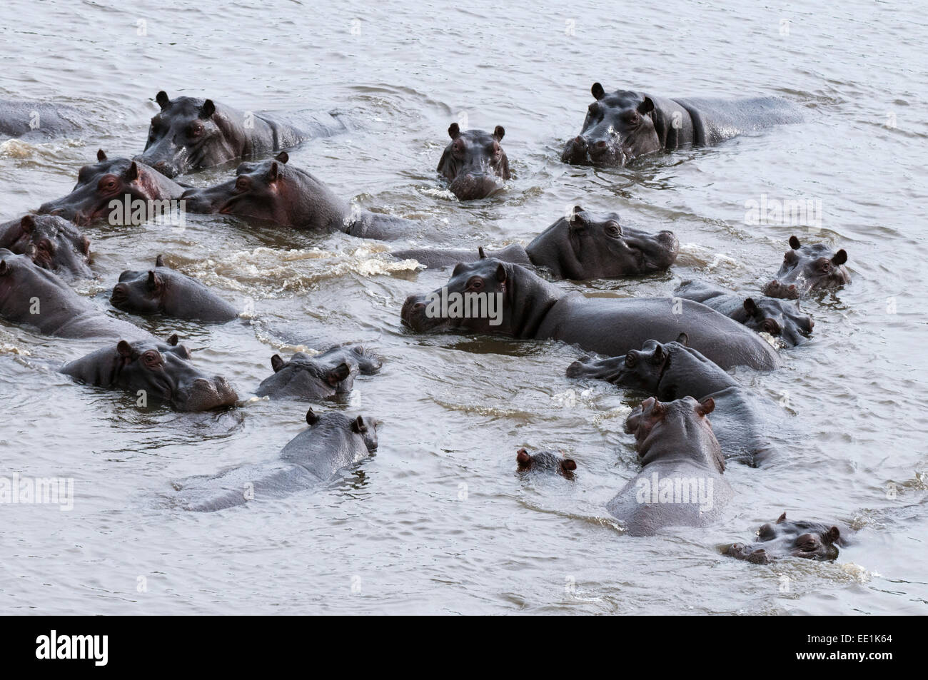 Vue aérienne de l'Hippopotame (Hippopotamus amphibius), Okavango Delta, Botswana, Africa Banque D'Images