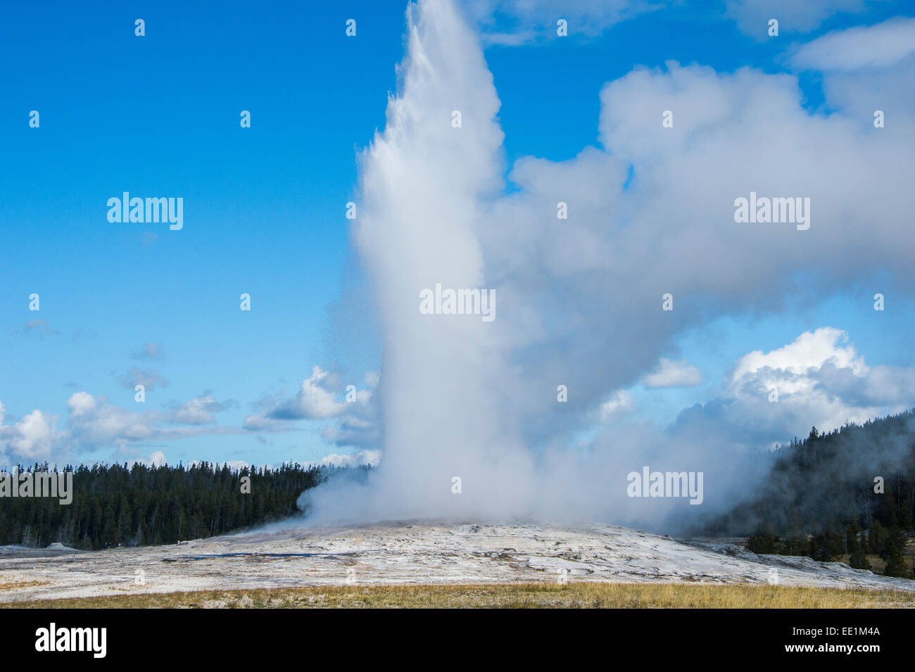 Old Faithful Geyser en éruption, le Parc National de Yellowstone, UNESCO World Heritage Site, Wyoming, United States of America Banque D'Images