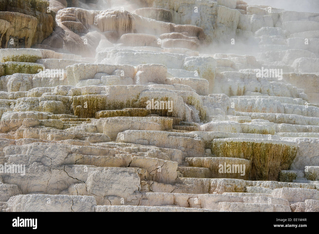 Terrasses en travertin Mammoth Hot Springs terrasses, Parc National de Yellowstone, UNESCO World Heritage Site, Wyoming, USA Banque D'Images
