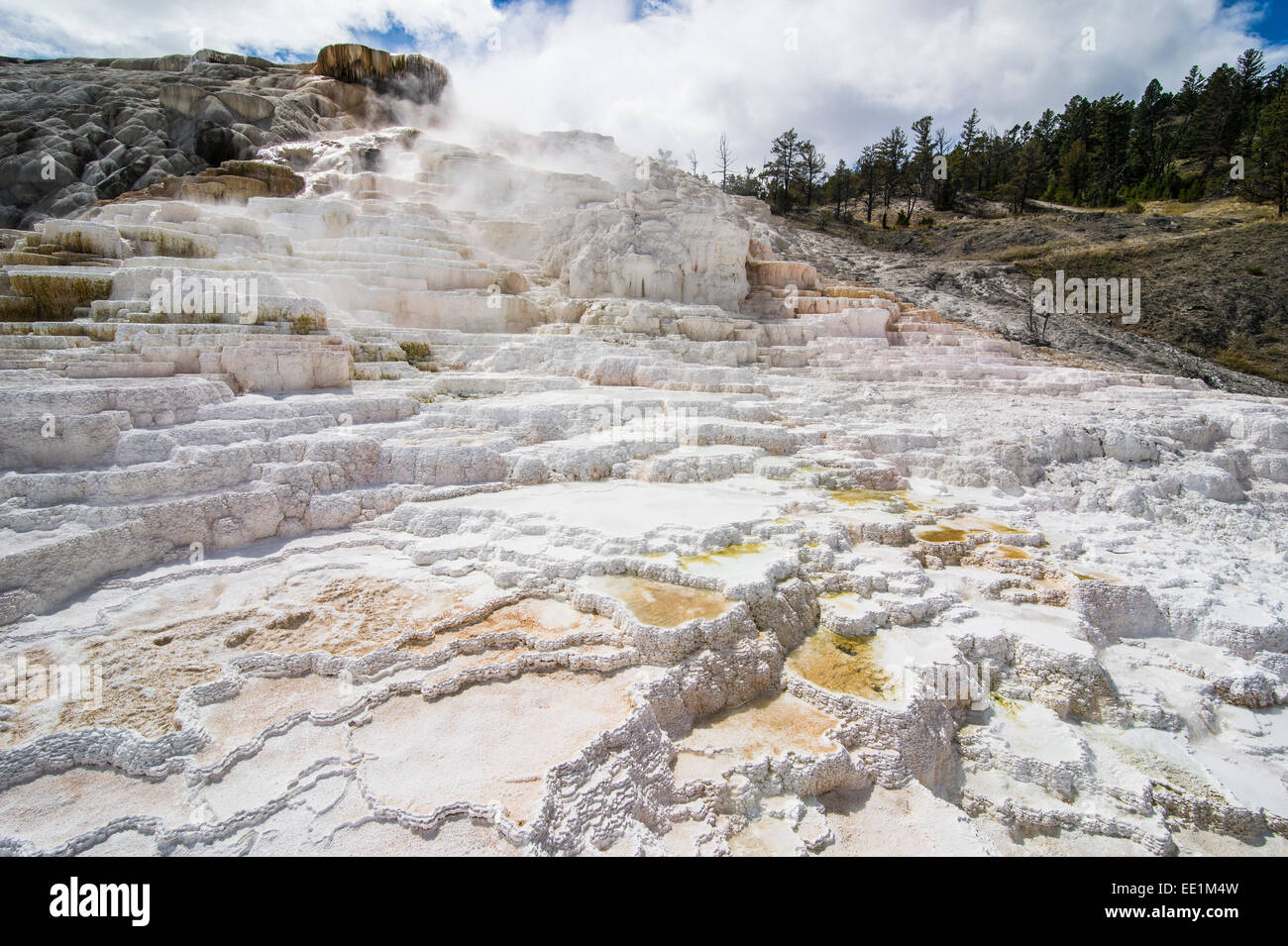 Terrasses en travertin Mammoth Hot Springs terrasses, Parc National de Yellowstone, UNESCO World Heritage Site, Wyoming, USA Banque D'Images