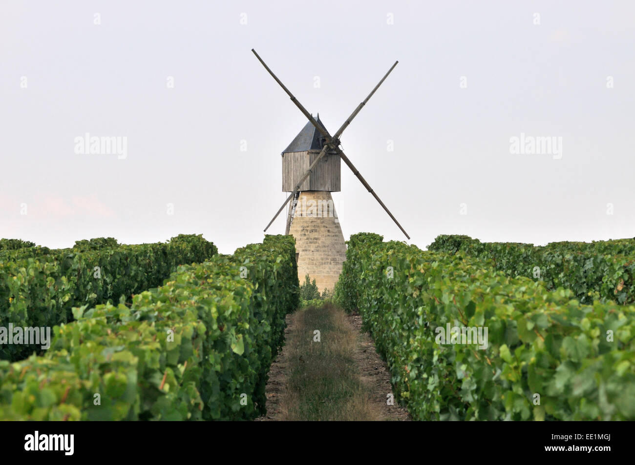 Ancien moulin en pierre et bois dans les vignes dans le vignoble de l'Anjou à Concourson-Sur-Layon, Loire, France. Banque D'Images