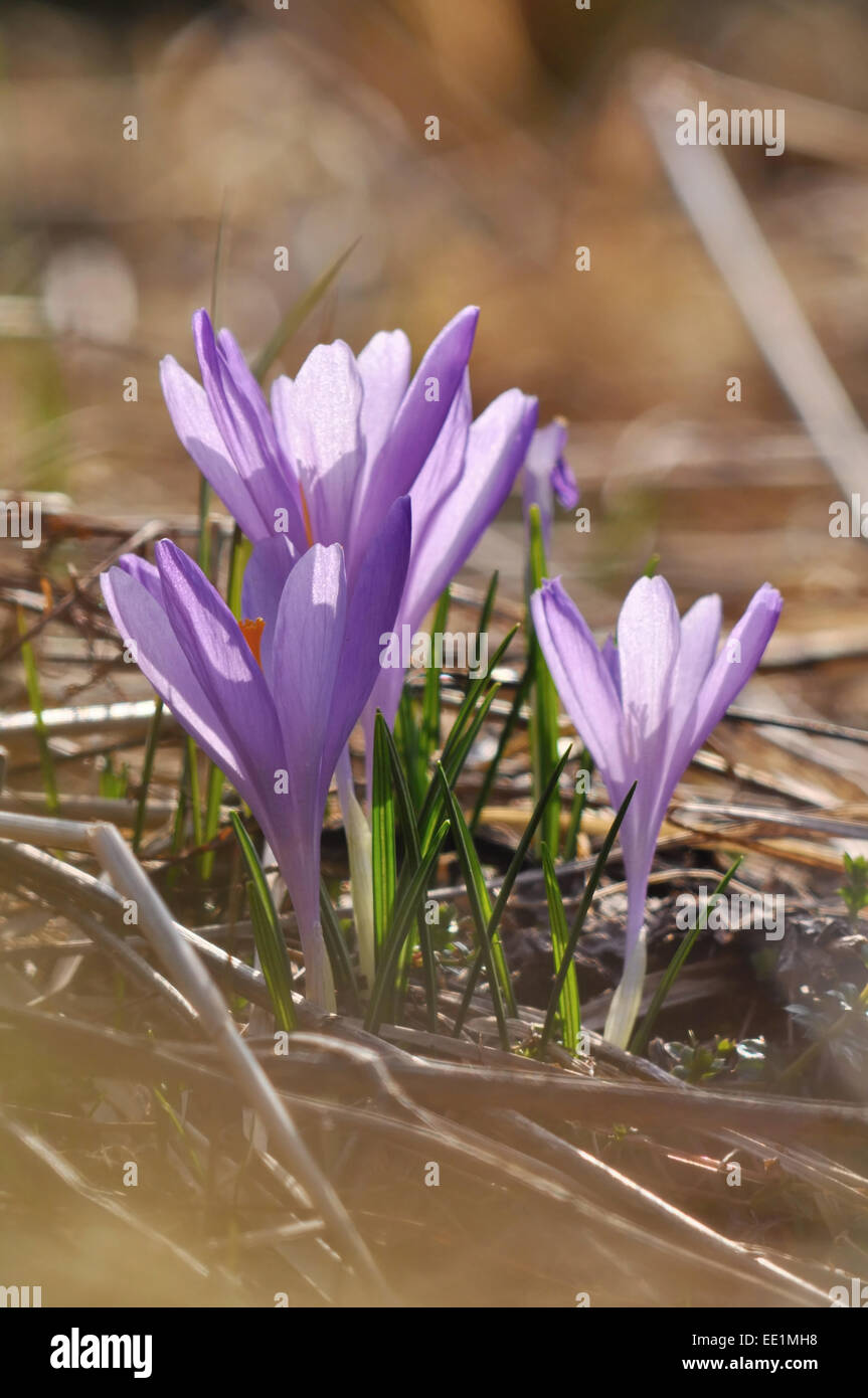 Crocus d'automne Banque D'Images