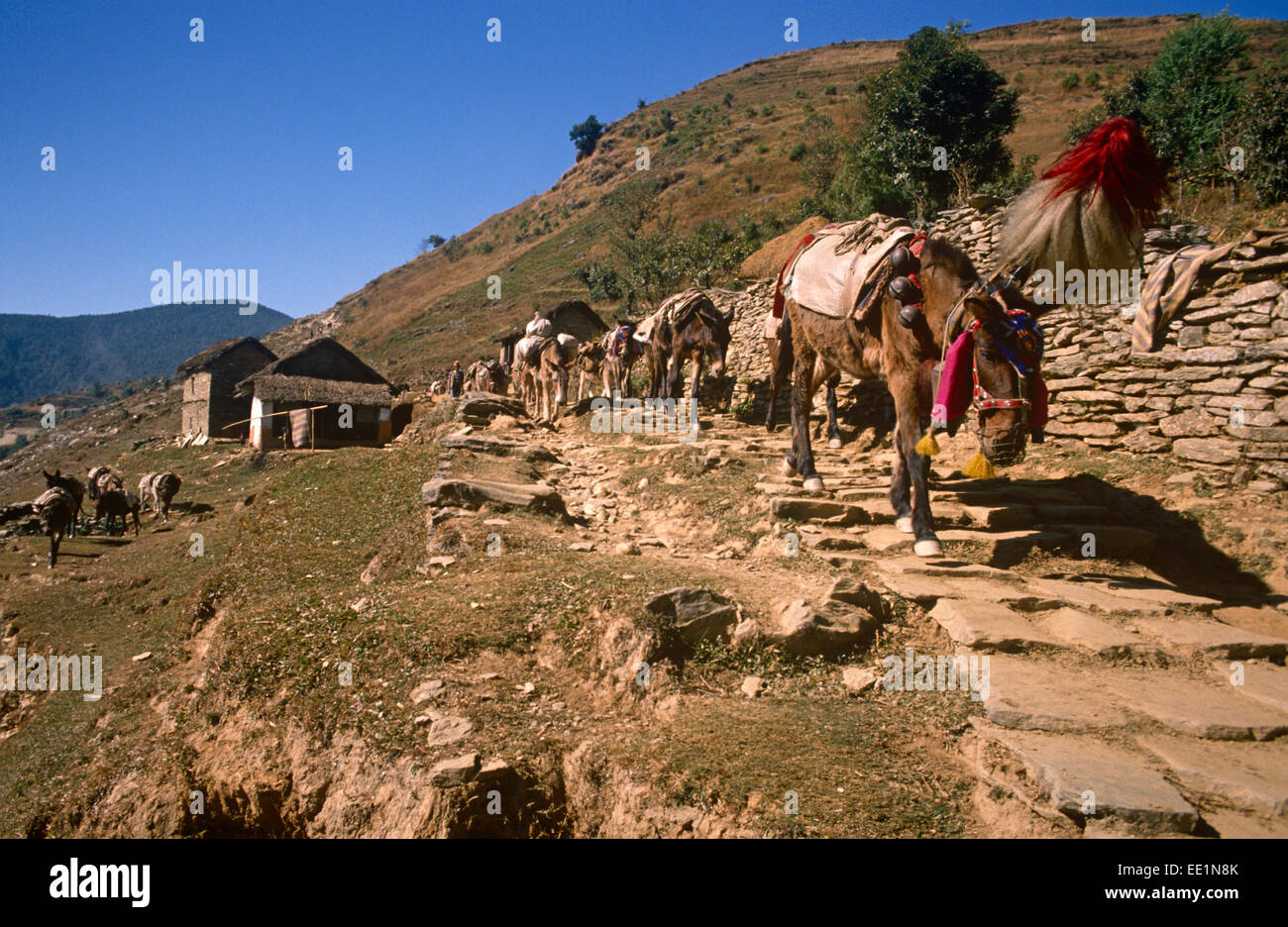 Pokhara, Népal, chevaux de randonnée à travers les montagnes Banque D'Images