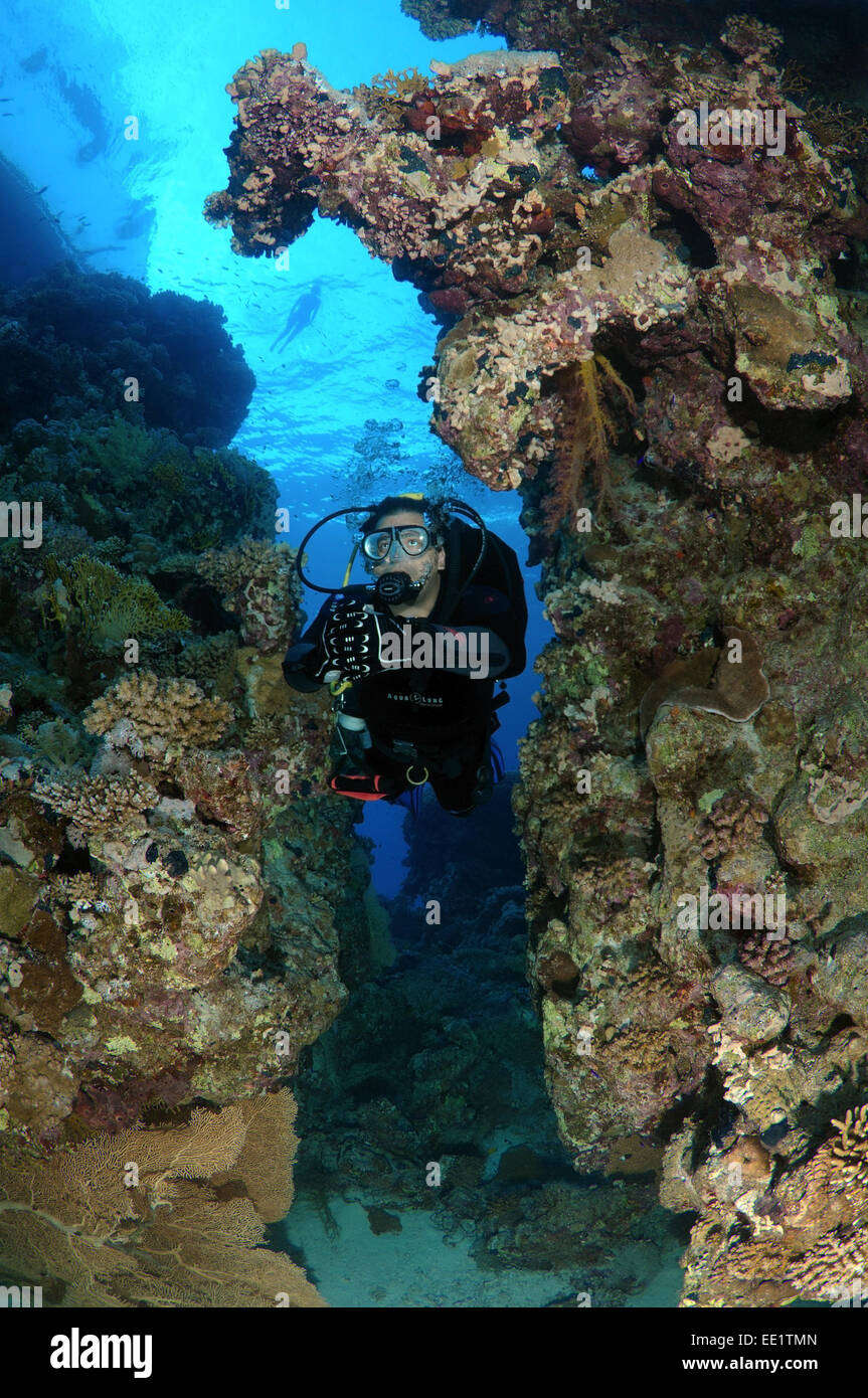 Diver se penche sur les récifs coralliens, Red Sea, Egypt, Africa Banque D'Images