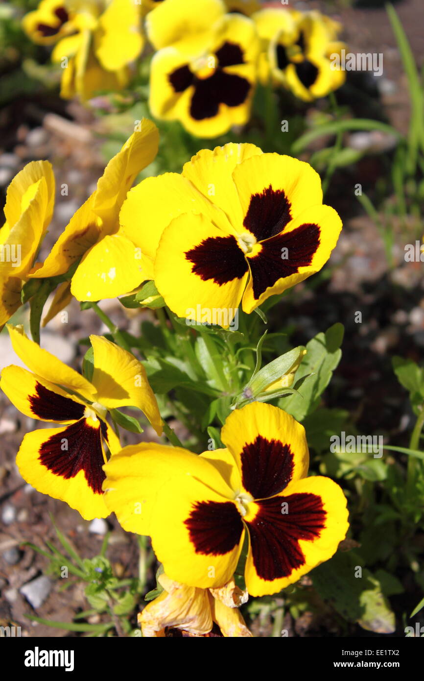Vue rapprochée de la fleur jaune Pansy (Viola wittrockiana) Banque D'Images