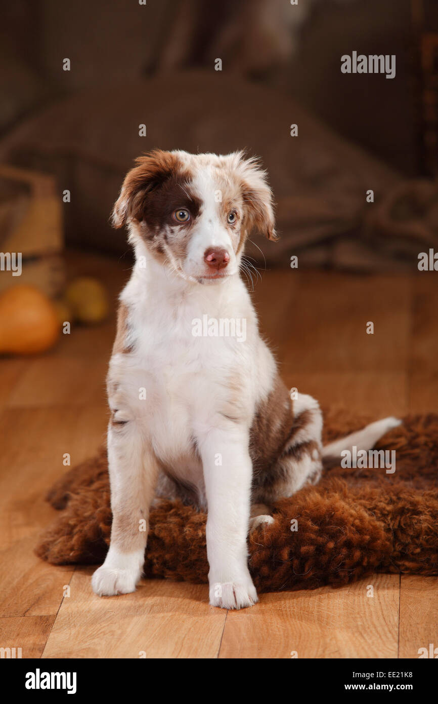 Berger Australien, chiot, 12 semaines, rouge-merle|berger australien, Welpe, 12 Wochen, rouge-merle Banque D'Images