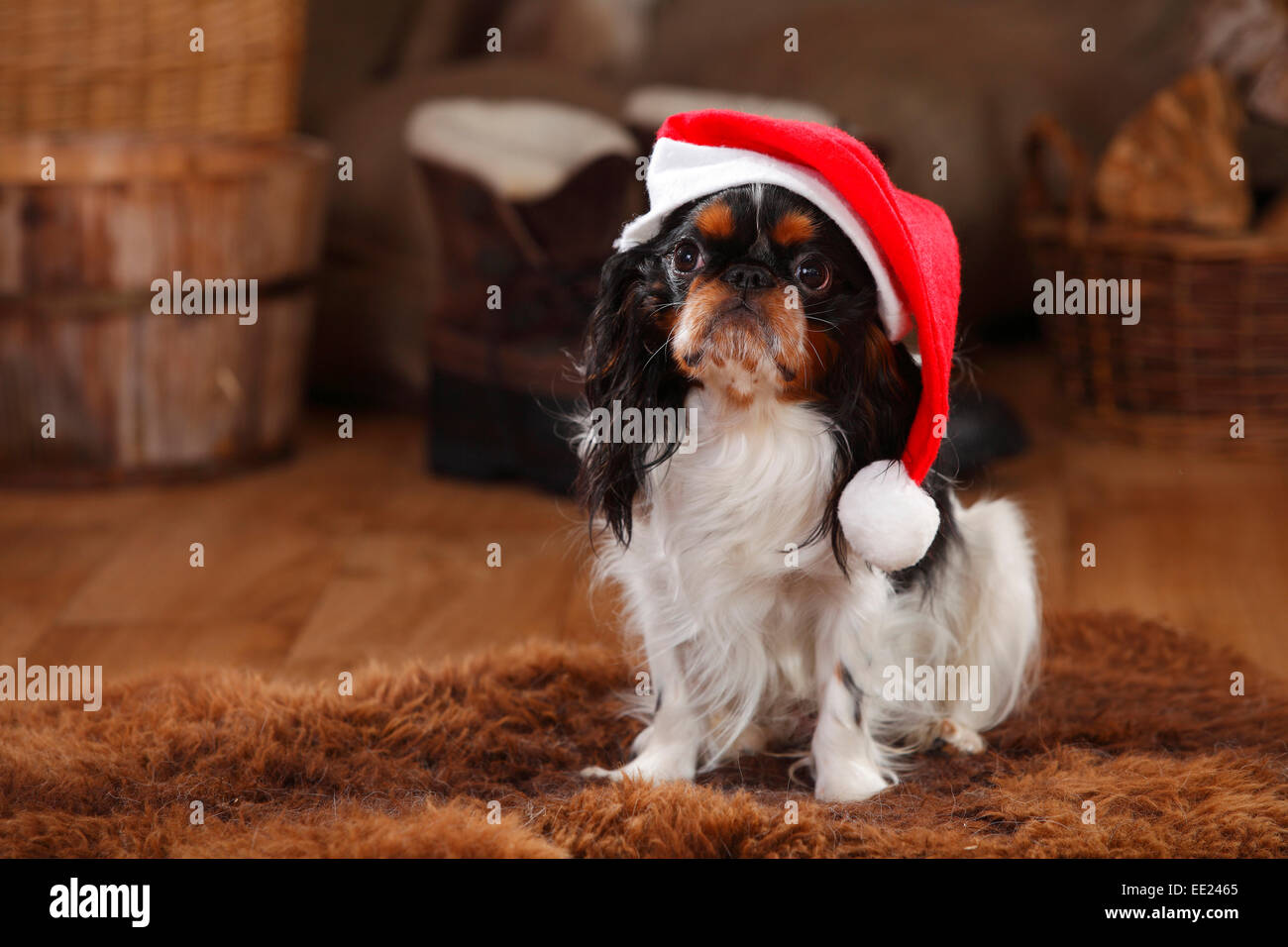 King Charles Spaniel, chien, tricolore, 1 ans, Noël cap|King Charles Spaniel, Ruede, 1 Jahr, Nikolasmuetze Banque D'Images