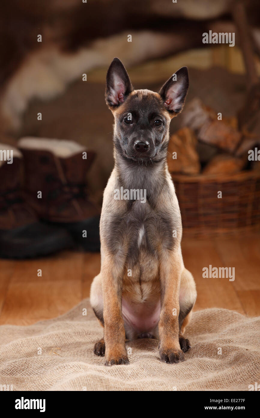 Belgian Malinois, chiot, 3 mois|Malinois, Welpe, 3 Monate Banque D'Images