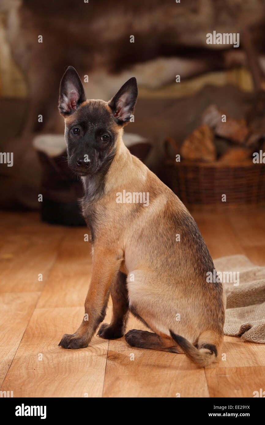 Belgian Malinois, chiot, 3 mois|Malinois, Welpe, 3 Monate Banque D'Images