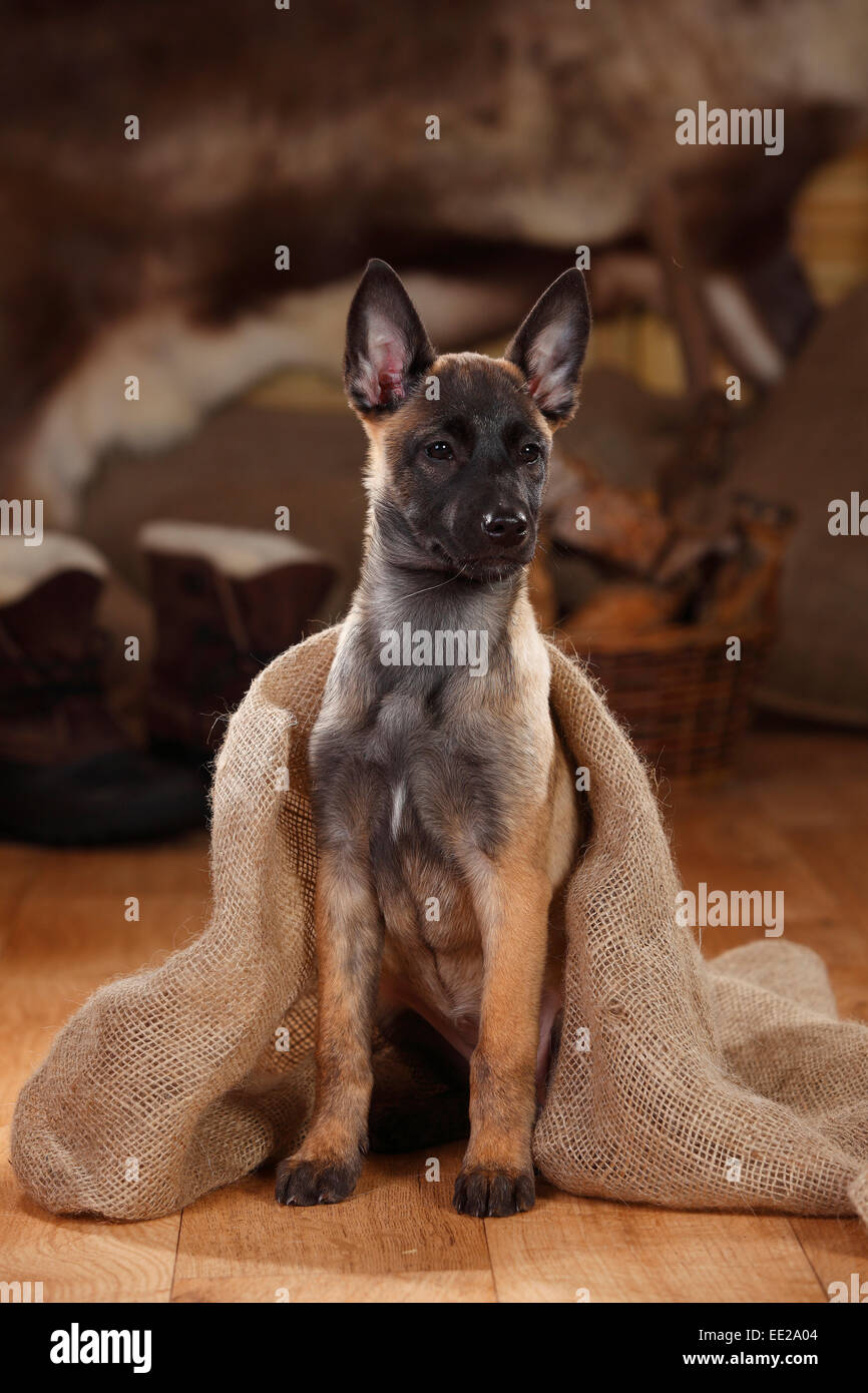 Chiot malinois Banque de photographies et d’images à haute résolution Alamy