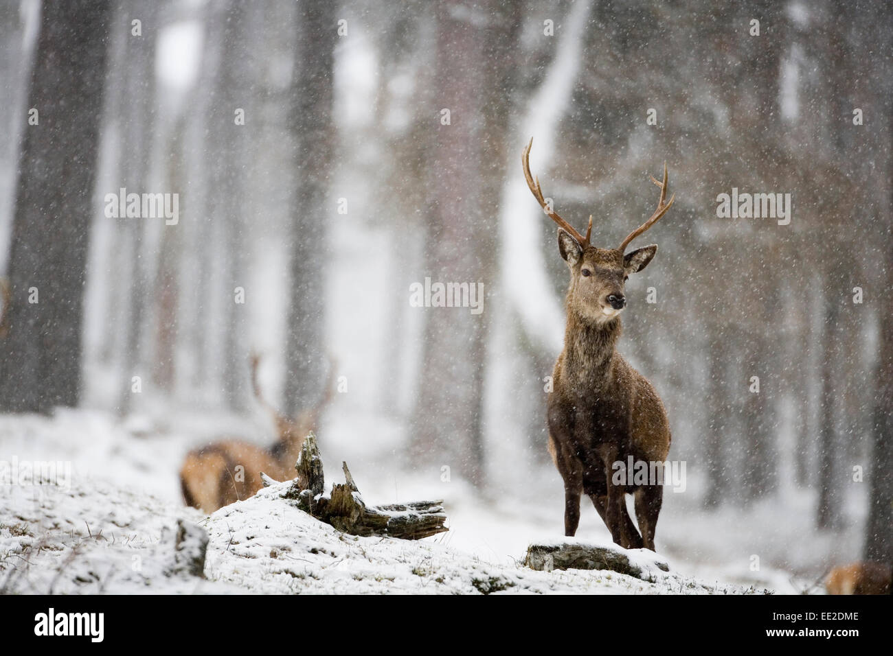 Red Deer dans la neige. Banque D'Images