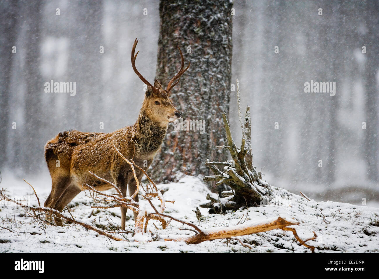 Red Deer dans la neige. Banque D'Images