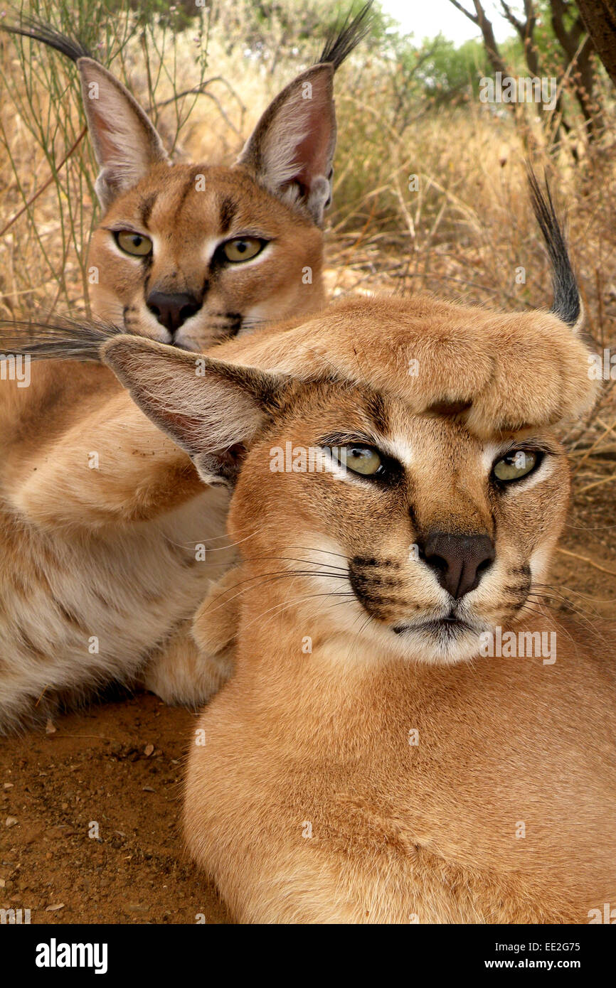 Carcals en Namibie Banque D'Images
