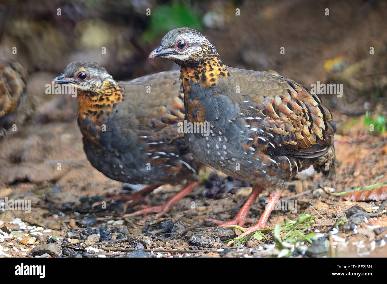 Colorful Partridge, couple de Bruant à gorge blanche (Partridge Arborophila rufogularis), portrait Banque D'Images Colorful Partridge, couple de Bruant à gorge blanche (Partridge Arborophila rufogularis), portrait Banque D'Images