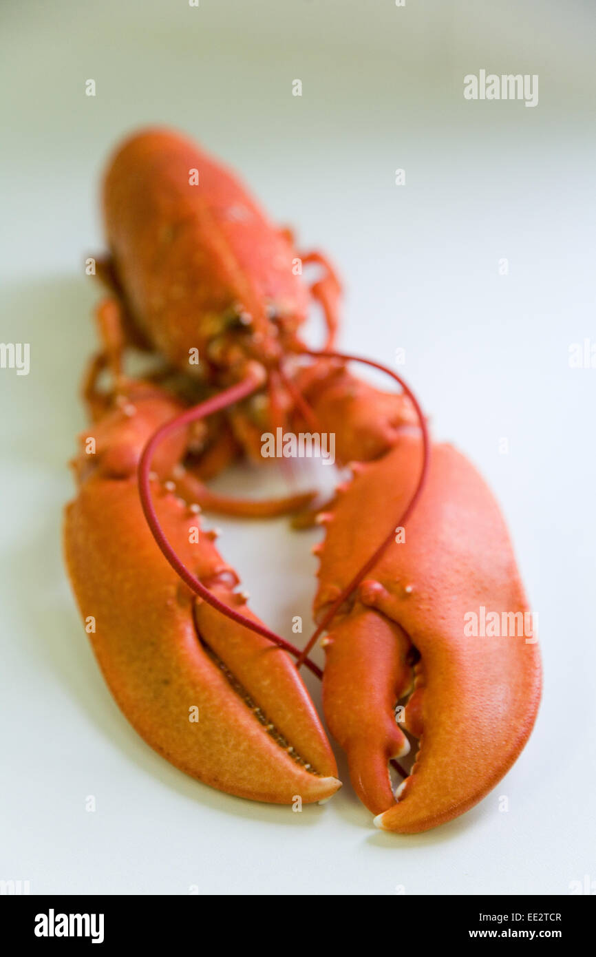 Une photographie de Homarus gammarus, UK commune fraîchement bouillie de homard Banque D'Images