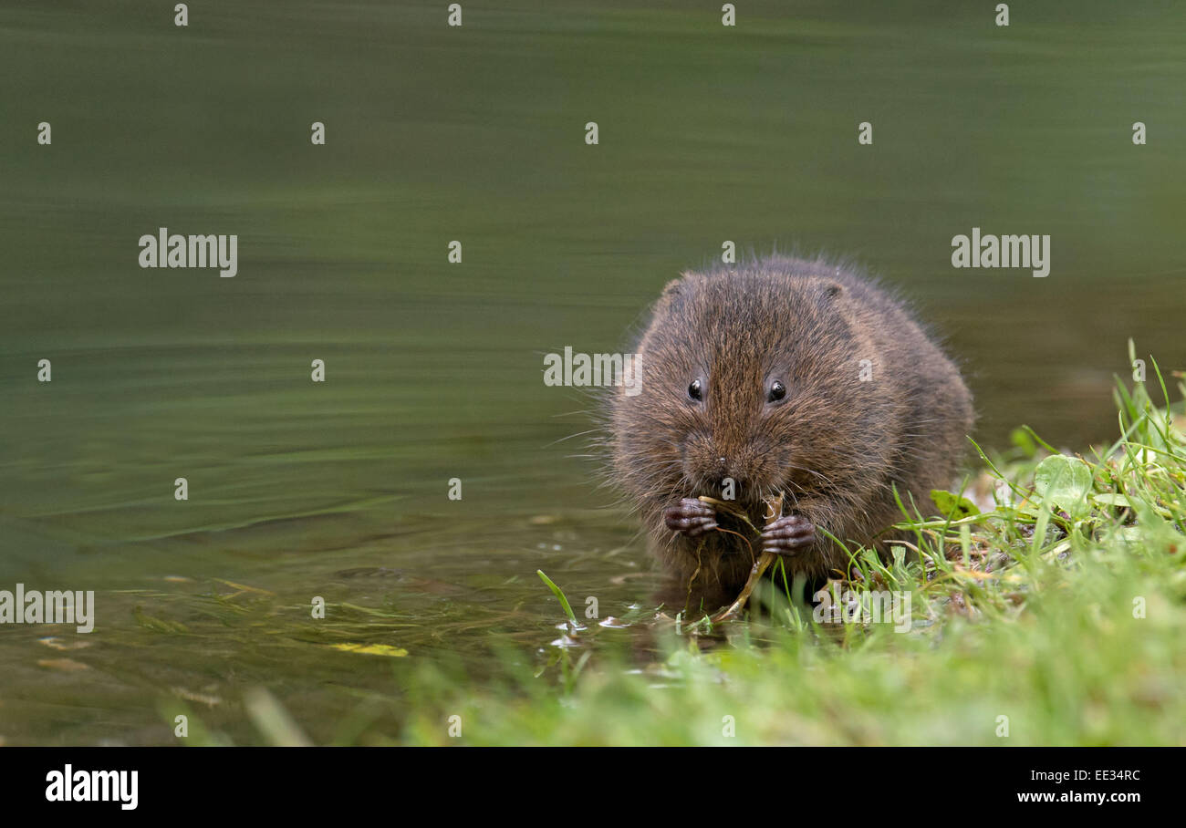 Le Campagnol de l'eau - Arvicola terrestris nourrir à côté d'un ruisseau. Banque D'Images
