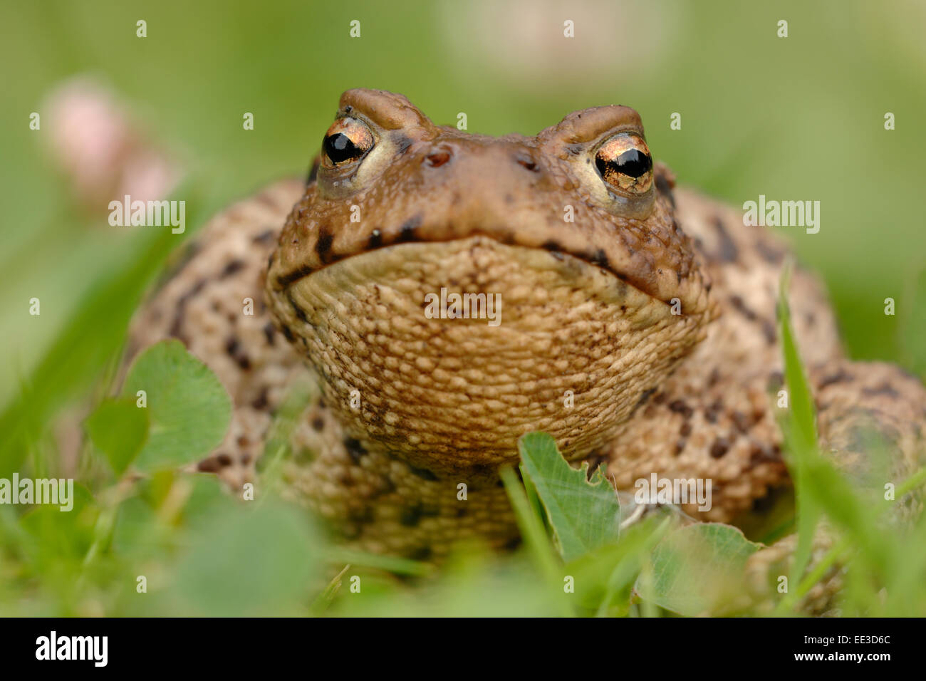 Crapaud commun (Bufo bufo], erdkoete, Allemagne Banque D'Images