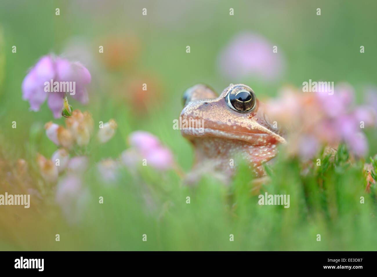 (Europe) (Brown) [la grenouille Rana temporaria], Grassfrosch, Allemagne Banque D'Images