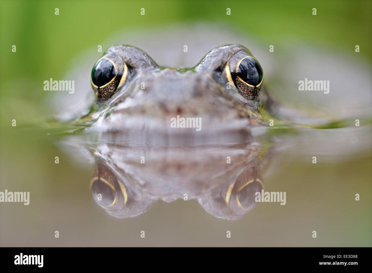 (Europe) (Brown) [la grenouille Rana temporaria], Grassfrosch, Allemagne Banque D'Images