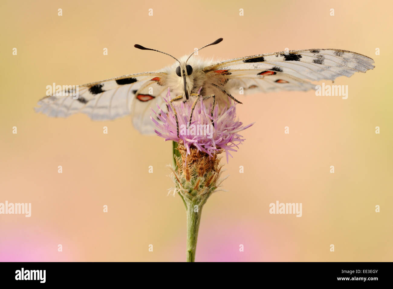 Mountain [Apollo Parnassius apollo] apollofalter allemagne Banque D'Images