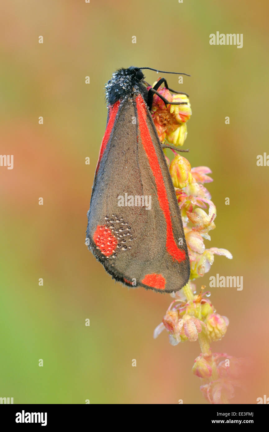 Cinnabar moth [Tyria jacobaeae] Banque D'Images