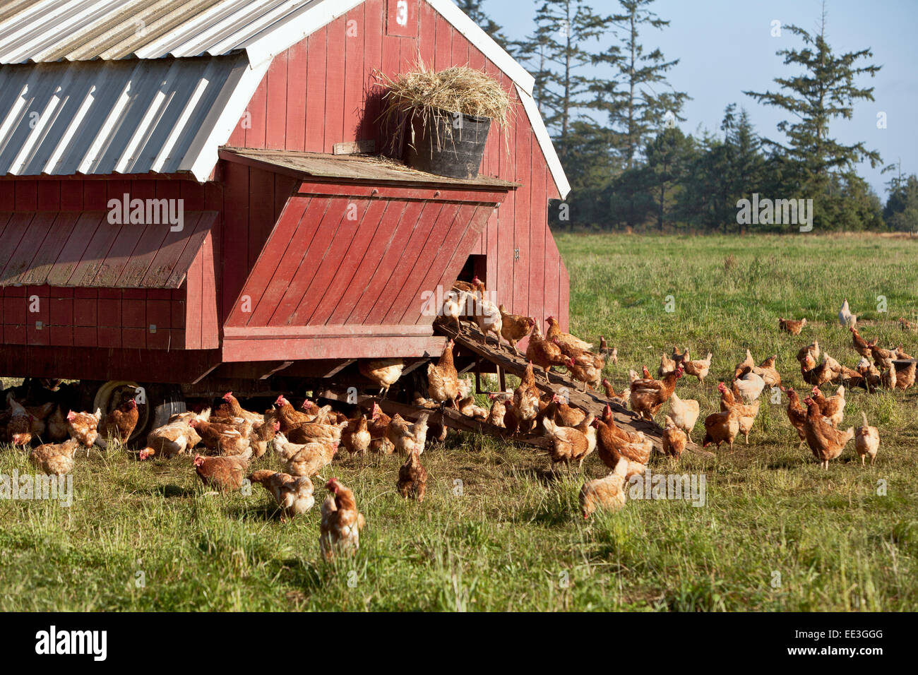 Poulets biologiques à aire de répartition libre, boîtier portable, 'Gall domesticus'. Banque D'Images