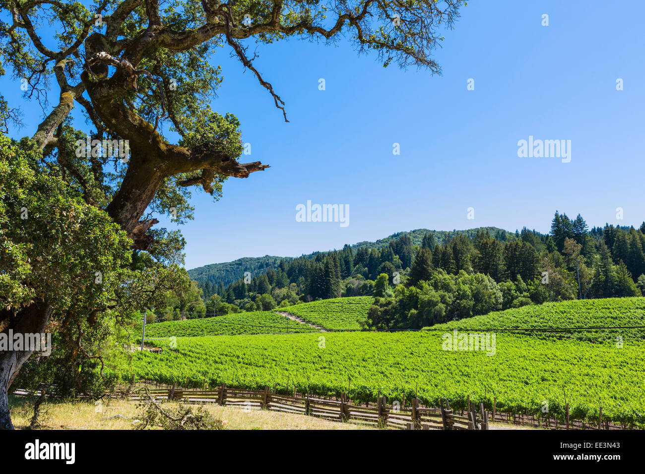 Vignoble de Jack London State Park, Glen Ellen, Sonoma Valley, Vin de pays, le nord de la Californie, USA Banque D'Images