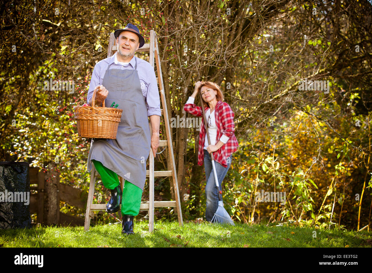 La récolte des pommes, Munich, Bavière, Allemagne Banque D'Images