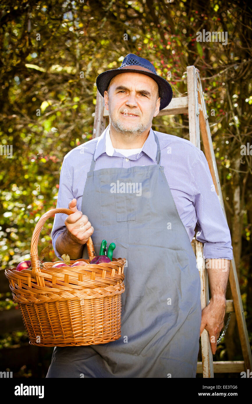 Senior man holding panier de pommes, Munich, Bavière, Allemagne Banque D'Images