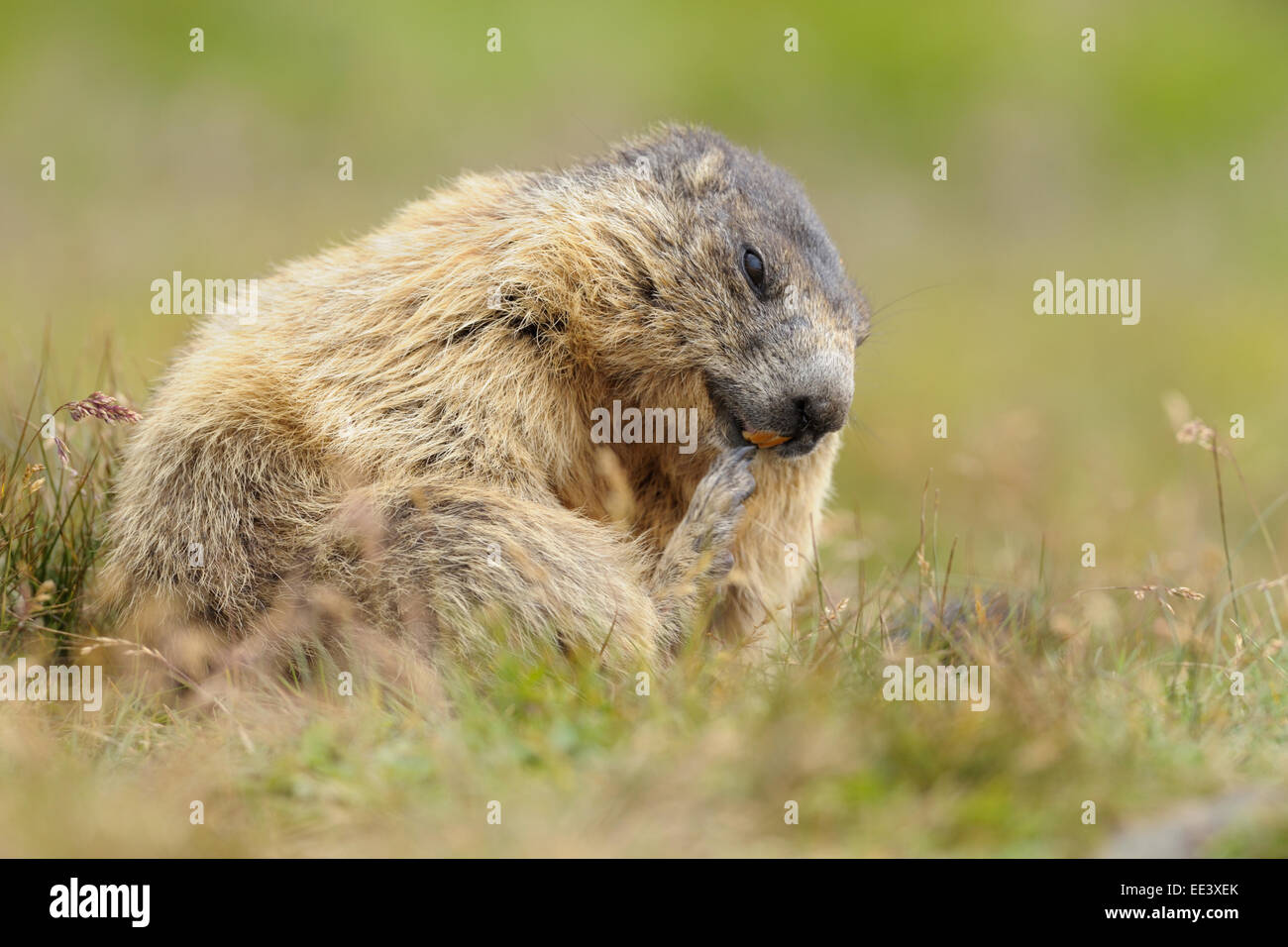 Marmotte alpine [Marmota marmota], Hohe Tauern, l'Autriche, Alpes Banque D'Images