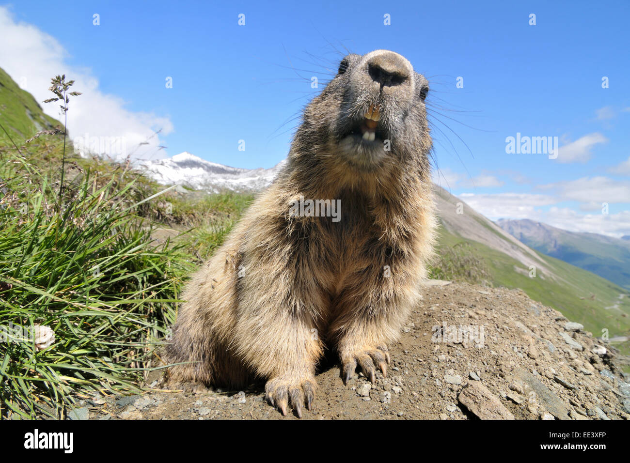 Marmotte alpine [Marmota marmota], Hohe Tauern, l'Autriche, Alpes Banque D'Images