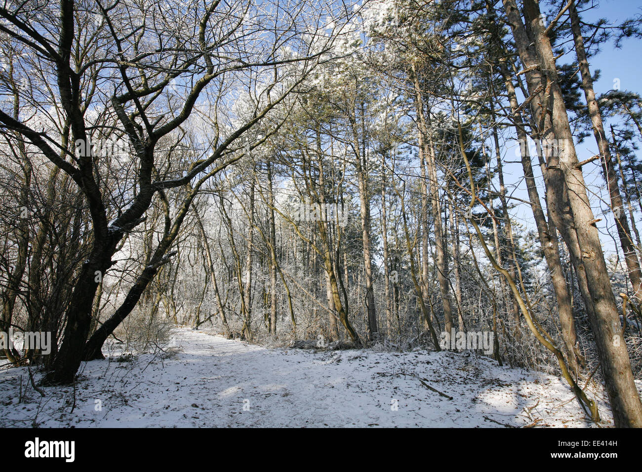 Belle Forêt de pins en hiver journée d'hiver glacial. Un chemin à travers la forêt gelée avec le gel et la neige en hiver Banque D'Images