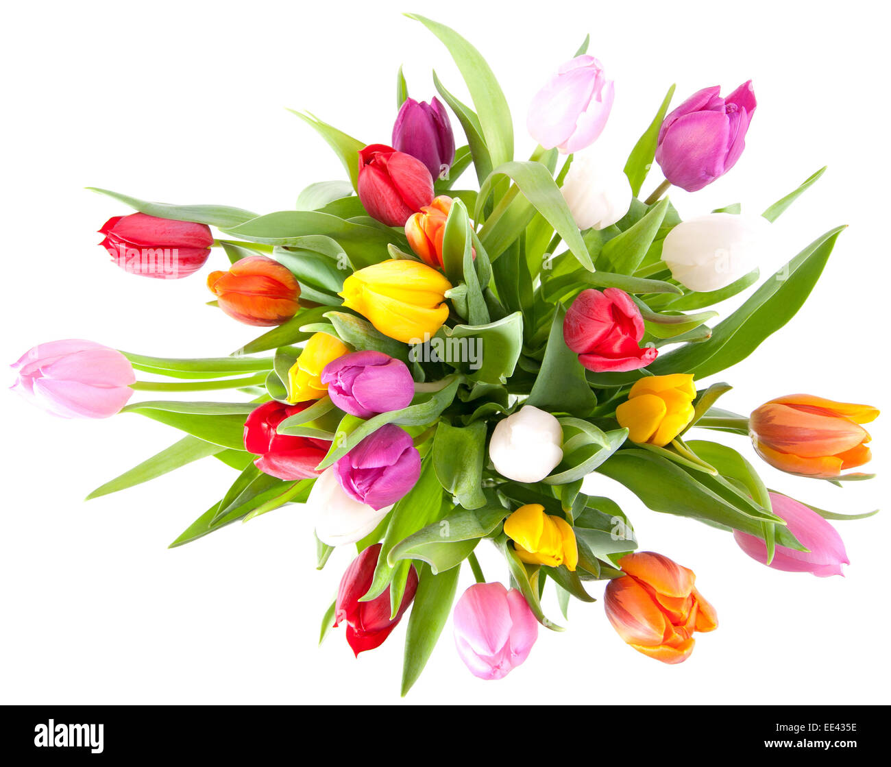 Les tulipes aux couleurs éclatantes dans un vase sur un fond blanc Banque D'Images