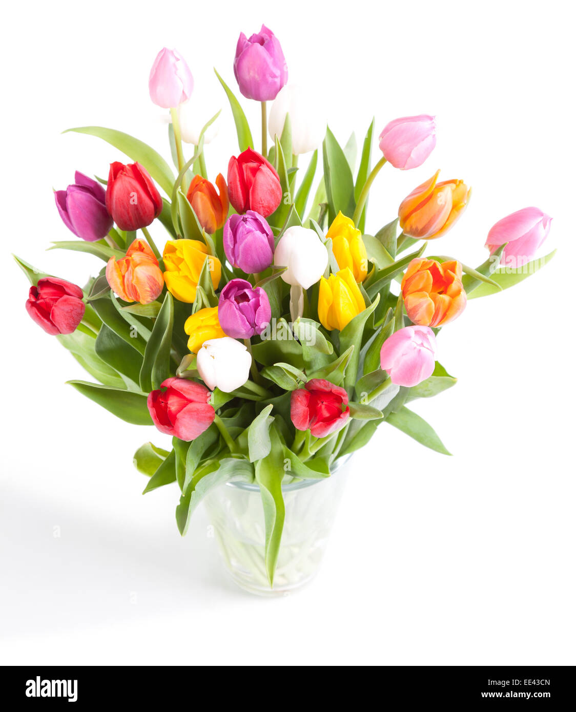 Les tulipes aux couleurs éclatantes dans un vase sur un fond blanc Banque D'Images