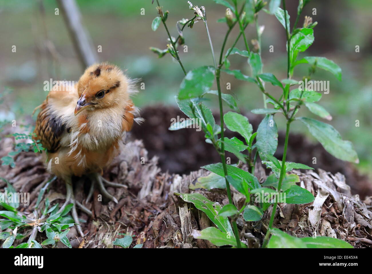 Petit poulet-Vanuatu Banque D'Images